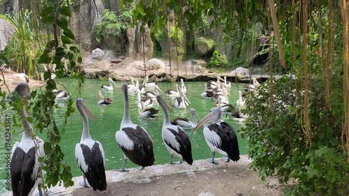 Group of Australian pelican birds or Pelecanus conspicillatus on the edge of green pond