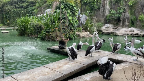 Group of Australian pelican birds or Pelecanus conspicillatus on the edge of green pond