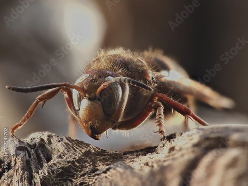 European hornet
