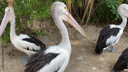 Close up view of Australian pelican bird head or Pelecanus conspicillatus