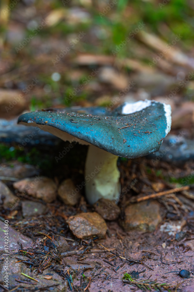 Fototapeta premium Charcoal burner mushroom in forest