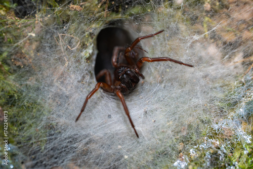 Female funnel-web spider at burrow