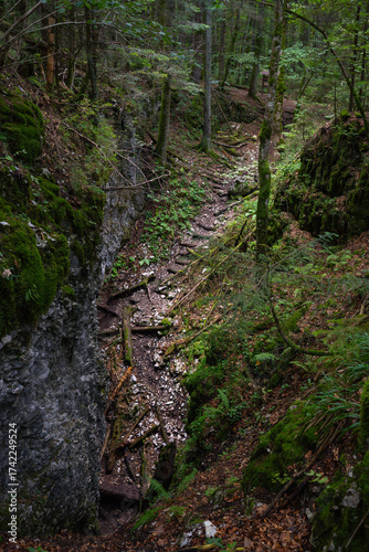 Narrow ravine in mossy forest