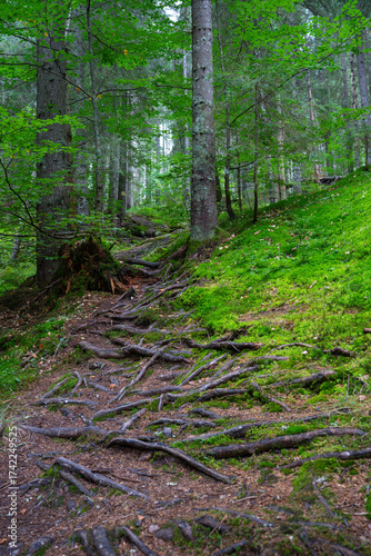 Forest trail with roots and moss