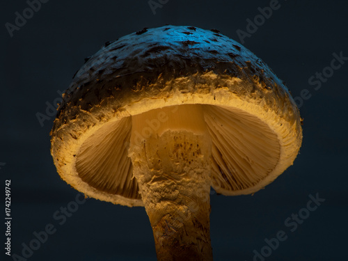 Photos Pholiota squarrosa