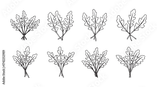 Set of eight stylized hand-drawn herb bundles organic botanical elements for design vector