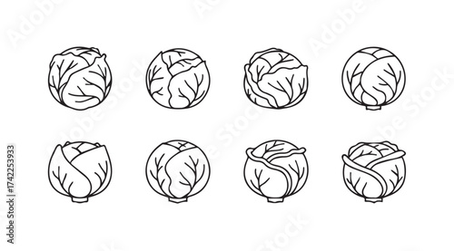 Artistic line drawing collection of eight cabbages ready for culinary inspiration vector