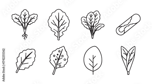 Set of various hand drawn leafy greens vegetables botanical sketch collection vector