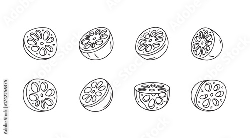 Collection of pomegranate halves and slices botanical drawing fresh fruit components art vector