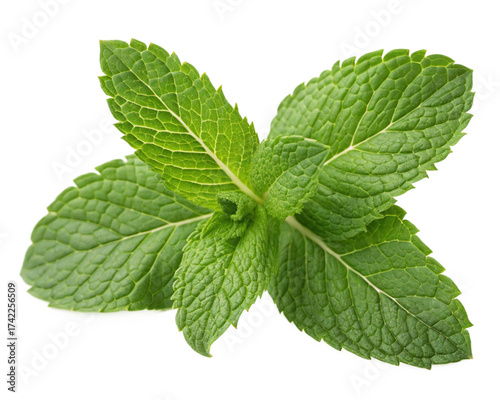 fresh mint leaves isolated Transperency, Cutout