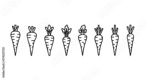 Drawn line art carrots in a row fresh organic vegetables for healthy eating and cooking designs vector