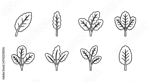 Hand drawn spinach leaves collection simple line art botanical elements for healthy food designs vector