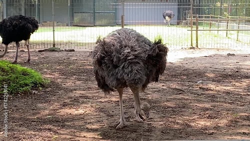 Grey fur ostrich inside a cage at zoo, looking for food on the ground