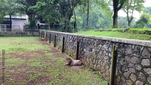 Two capybaras sitting quietly inside a zoo arena