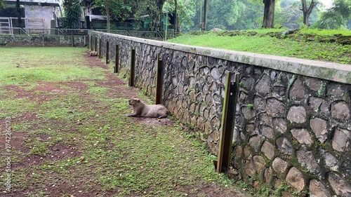 Two capybaras sitting quietly inside a zoo arena
