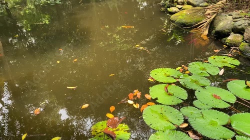 Soft ripples on water surface. Brown water pond with lotus plant on it and green plants surroundings