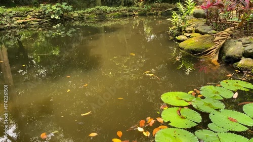 Soft ripples on water surface. Brown water pond with lotus plant on it and green plants surroundings