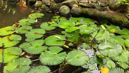 Pond covered by lotus broad floating leaves
