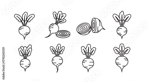 Collection of hand drawn beetroot illustrations fresh root vegetables with greens food ingredients sketch art vector