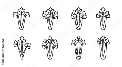 Collection of simple outline drawings of fresh celery stalks in various arrangements vector