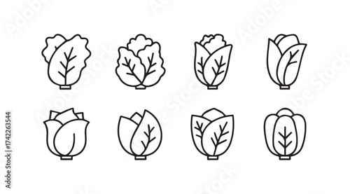 Collection of eight fresh cabbage icons in outline style for healthy food and agriculture vector