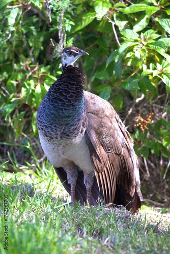 gird peacock in the grass