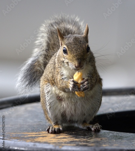 squirrel in the park