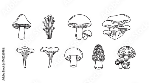 Collection of hand drawn botanical sketch mushrooms various edible and wild fungi types vector