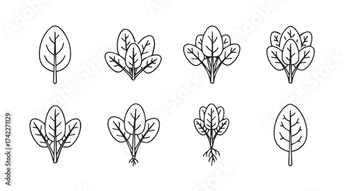 Hand drawn spinach leaf and bunch collection organic healthy greens sketch elements for design vector