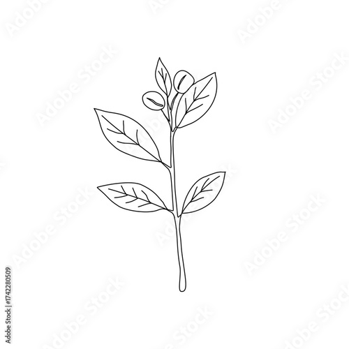 Branch with leaves. vector illustration of coffee branch. Coffee plant branch with leaf. Hand drawn Coffee tree vector. Coffee beans and leaves. Branch of a plant.