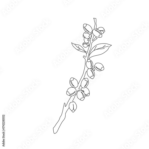Branch with leaves. vector illustration of coffee branch. Coffee plant branch with leaf. Hand drawn Coffee tree vector. Coffee beans and leaves. Branch of a plant.