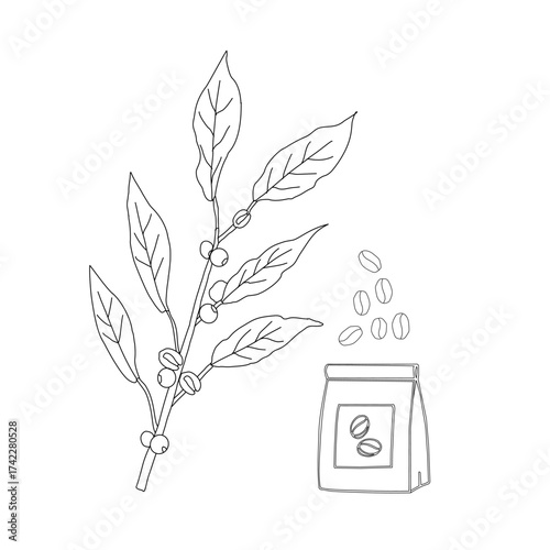 Branch with leaves. vector illustration of coffee branch. Coffee plant branch with leaf. Hand drawn Coffee tree vector. Coffee beans and leaves. Branch of a plant.