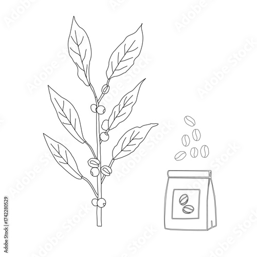 Branch with leaves. vector illustration of coffee branch. Coffee plant branch with leaf. Hand drawn Coffee tree vector. Coffee beans and leaves. Branch of a plant.