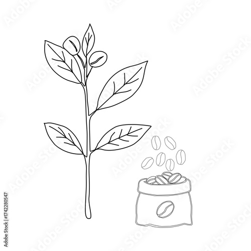 Branch with leaves. vector illustration of coffee branch. Coffee plant branch with leaf. Hand drawn Coffee tree vector. Coffee beans and leaves. Branch of a plant.