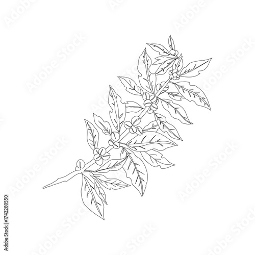 Branch with leaves. vector illustration of coffee branch. Coffee plant branch with leaf. Hand drawn Coffee tree vector. Coffee beans and leaves. Branch of a plant.