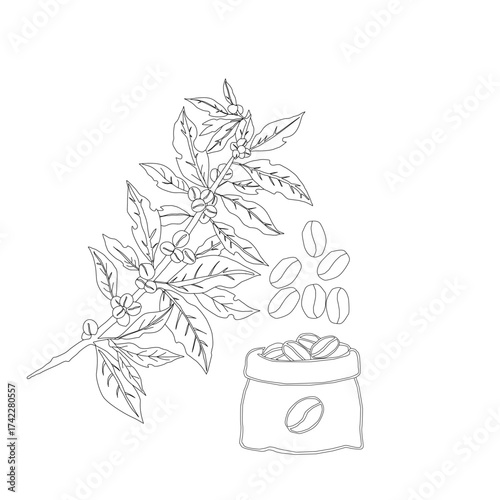 Branch with leaves. vector illustration of coffee branch. Coffee plant branch with leaf. Hand drawn Coffee tree vector. Coffee beans and leaves. Branch of a plant.