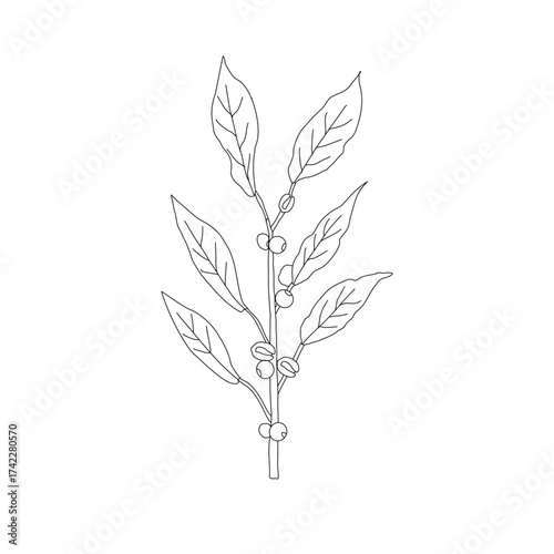 Branch with leaves. vector illustration of coffee branch. Coffee plant branch with leaf. Hand drawn Coffee tree vector. Coffee beans and leaves. Branch of a plant.