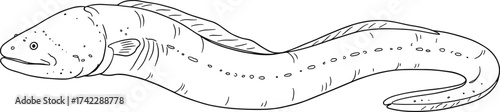 Black and white line drawing of elongated eel-like fish with curved tail, smooth body texture, and detailed aquatic anatomy illustration