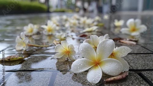 Close-up of beautiful white and yellow tropical flowers, likely plumeria, scattered across a wet, tiled ground surface. Each delicate petal is adorned with glistening water droplets, creating a fresh 