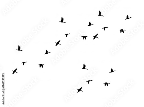A flock of birds flying in formation against a stark transparent background, creating a silhouette effect with their dark shapes against the bright emptiness