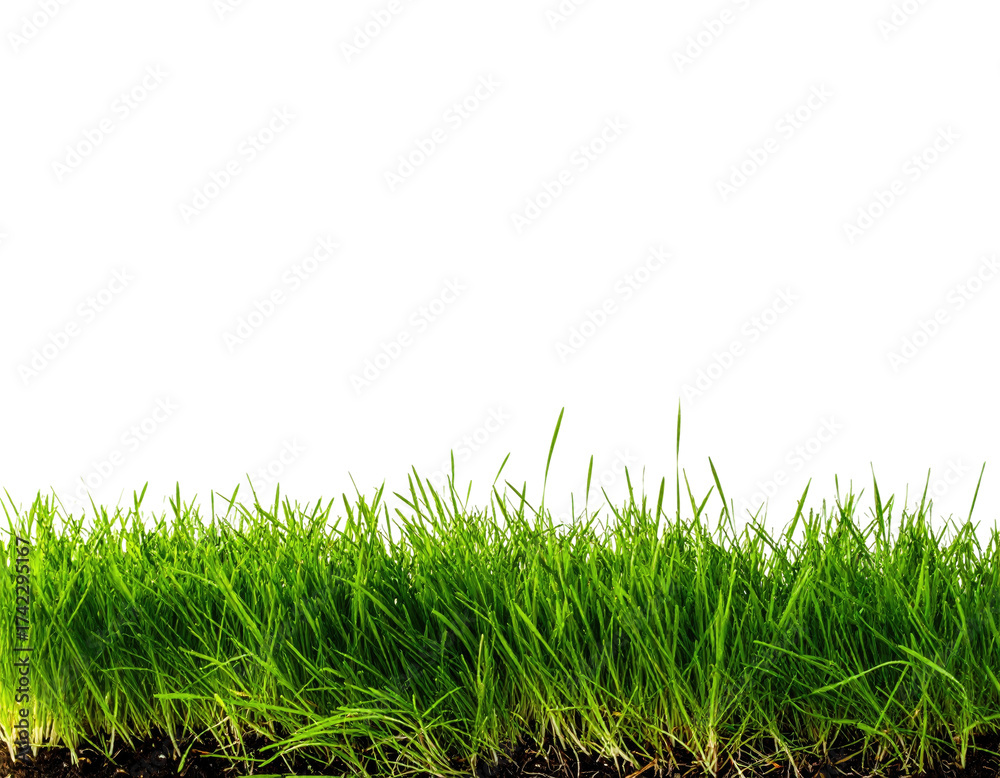 Fototapeta premium Vibrant green grass blades growing from dark soil close up.
