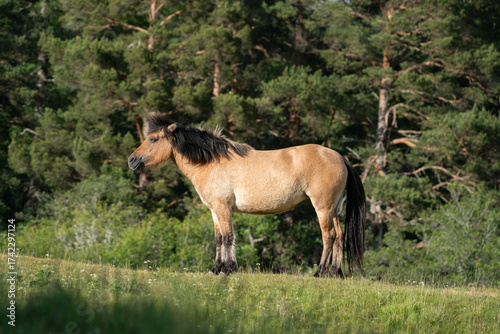 Horse on Hill