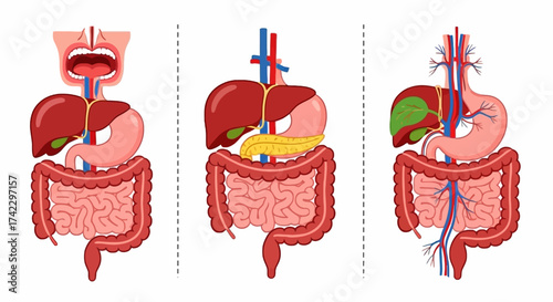 Three digestive system illustrations open mouth stomach intestines liver pancreas and gallbladder separated by dotted lines