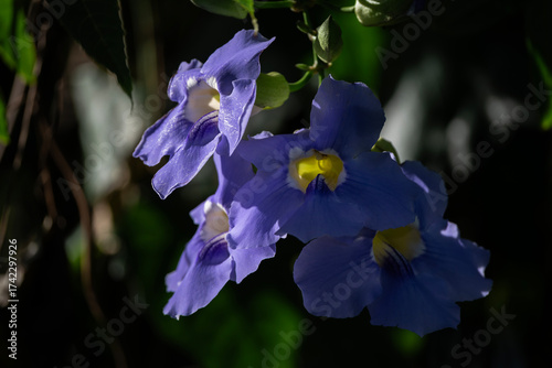 Purple Flower