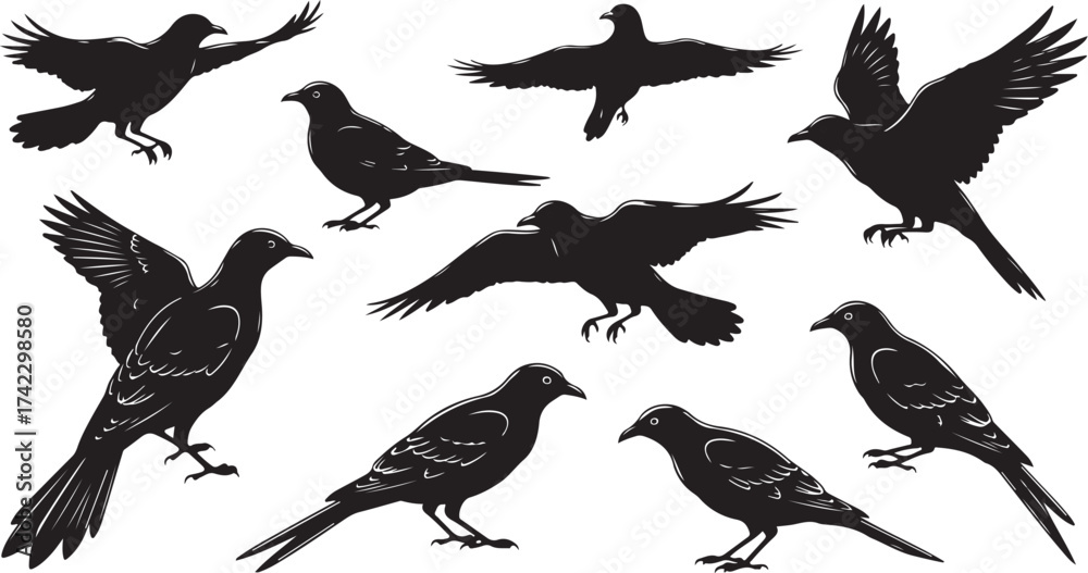 Obraz premium Silhouette bird collection flying perched set