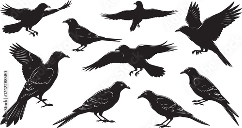 Silhouette bird collection flying perched set