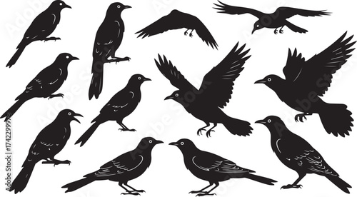 Silhouette flock birds flying and perched