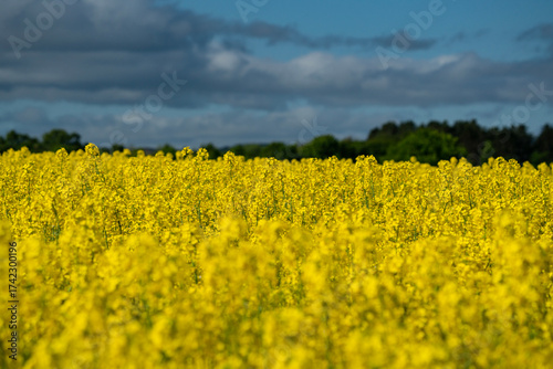 Field of Rapeseed
