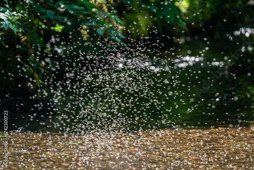 Flies over River