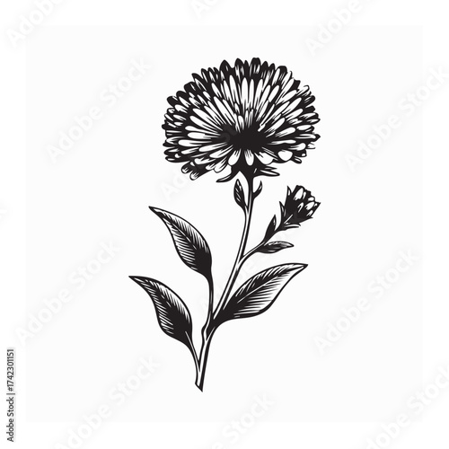 Aster Flower Black and White Vector on White Background